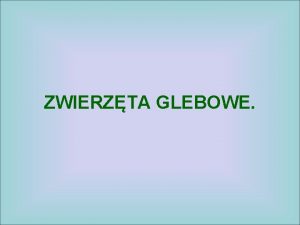 ZWIERZTA GLEBOWE Przystosowania zwierzt do ycia w glebie