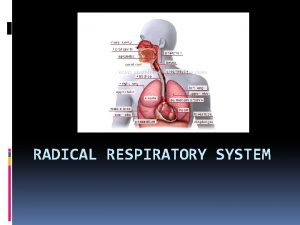 RADICAL RESPIRATORY SYSTEM System Anatomy A Conducting Passageways