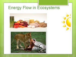 Energy Flow in Ecosystems Relationships Among Organisms All