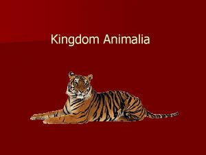 Kingdom Animalia Characteristics n Multicellular n Eukaryotic with