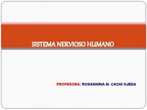 SISTEMA NERVIOSO HUMANO PROFESORA ROSAMARIA M CACHI OJEDA