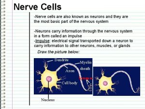Nerve Cells Nerve cells are also known as Nerve Cells Nerve cells are also known as