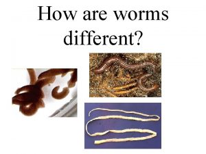 How are worms different ALL WORMS are INVERTEBRATES