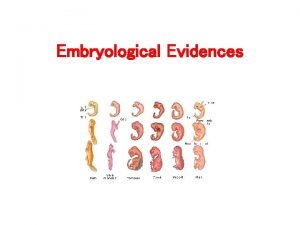 Embryological Evidences These evidences are based on the