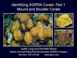 Identifying AGRRA Corals Part 1 Mound and Boulder