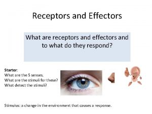 Receptors and Effectors What are receptors and effectors