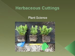 Herbaceous Cuttings Plant Science Which Plant Which of