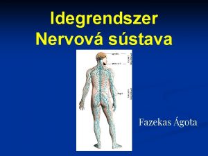 Idegrendszer Nervov sstava Fazekas gota az idegr legkisebb