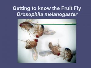 Getting to know the Fruit Fly Drosophila melanogaster