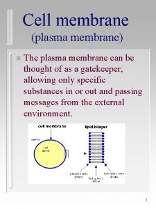 Cell membrane plasma membrane n The plasma membrane