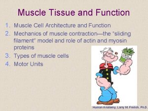 Muscle Tissue and Function 1 Muscle Cell Architecture