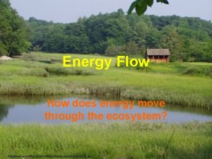 Energy Flow How does energy move through the