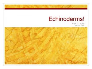 Echinoderms Echino Spiny Derm Skin Examples n Ateroidea