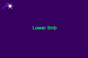 Lower limb Muscles of lower limb muscles of