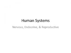 Human Systems Nervous Endocrine Reproductive The Nervous System