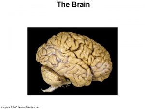 The Brain Copyright 2010 Pearson Education Inc Copyright