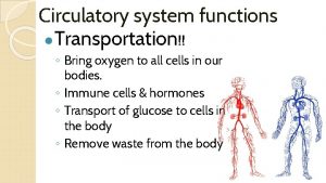 Circulatory system functions Transportation Bring oxygen to all