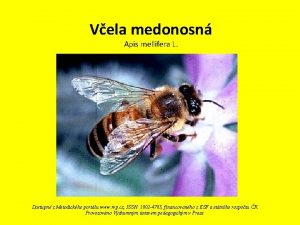 Vela medonosn Apis mellifera L Dostupn z Metodickho