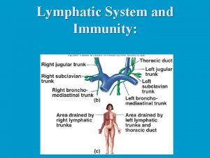 Lymphatic System and Immunity Lymphatic System n n