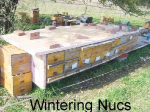 Wintering Nucs Why Overwinter Nucs To have local