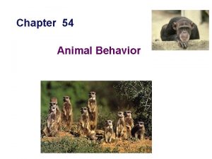 Chapter 54 Animal Behavior What is behavior Behavior