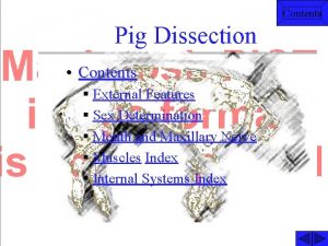 Contents Pig Dissection Contents External Features Sex Determination