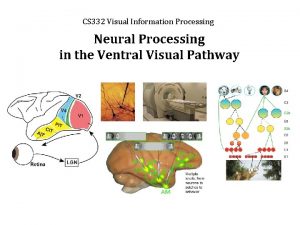 CS 332 Visual Information Processing Neural Processing in
