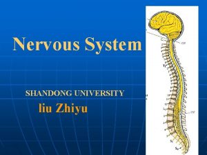 Nervous System SHANDONG UNIVERSITY liu Zhiyu Introduction 1