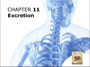 CHAPTER 11 Excretion Chapter 11 Excretion 11 1