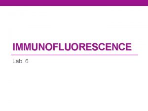 IMMUNOFLUORESCENCE Lab 6 Immunofluorescence It is a technique