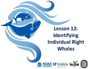 Lesson 12 Identifying Individual Right Whales Who monitors