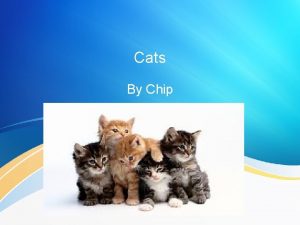Cats By Chip Movement Cats use 4 legs