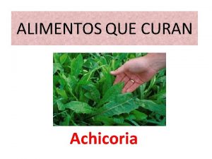 ALIMENTOS QUE CURAN Achicoria Beneficios y propiedades medicinales