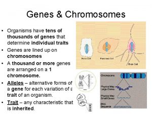 Genes Chromosomes Organisms have tens of thousands of