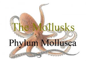 The Mollusks Phylum Mollusca Mollusks Latin molluscus soft
