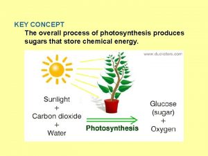 KEY CONCEPT The overall process of photosynthesis produces