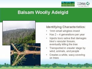 Balsam Woolly Adelgid Identifying Characteristics 1 mm small