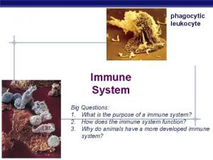 phagocytic leukocyte Immune System Big Questions 1 What