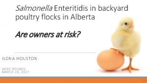 Salmonella Enteritidis in backyard poultry flocks in Alberta
