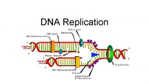 DNA Replication Overview Semiconservative Each strand is used