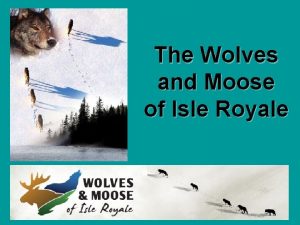 The Wolves and Moose of Isle Royale Isle