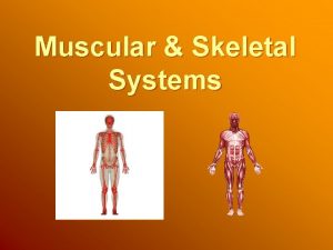 Muscular Skeletal Systems Muscular System Muscles are the