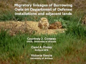 Migratory linkages of Burrowing Owls on Department of