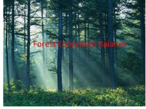 Forest Ecosystem Balance In a forest every organism