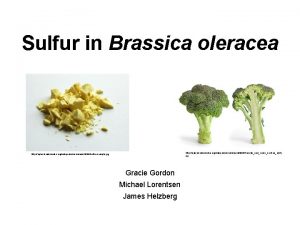 Sulfur in Brassica oleracea http upload wikimedia orgwikipediacommons003Broccoliandcrosssectionedit