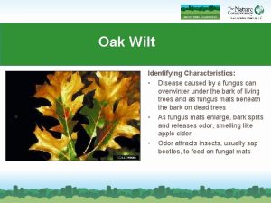 Oak Wilt Identifying Characteristics Disease caused by a