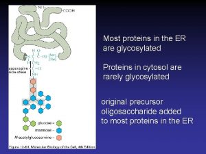 Most proteins in the ER are glycosylated Proteins