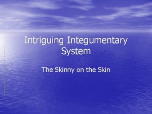 Intriguing Integumentary System The Skinny on the Skin