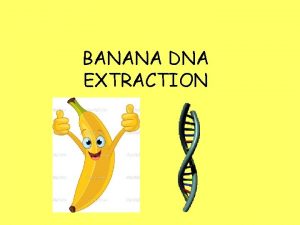 BANANA DNA EXTRACTION Many plants are polyploids Triploid