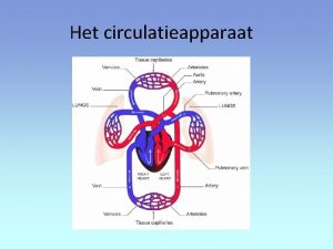 Het circulatieapparaat Het circulatieapparaat Onderdelen Hart cor cardia